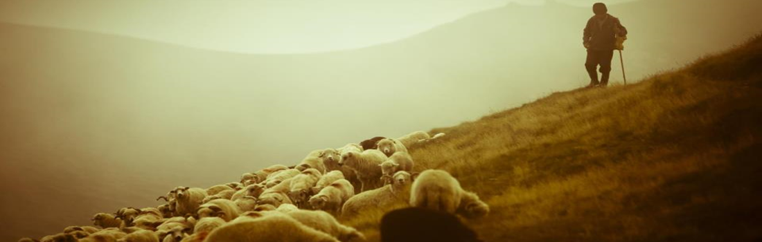 As minhas ovelhas ouvem a minha voz; eu as conhe�o, e elas me seguem